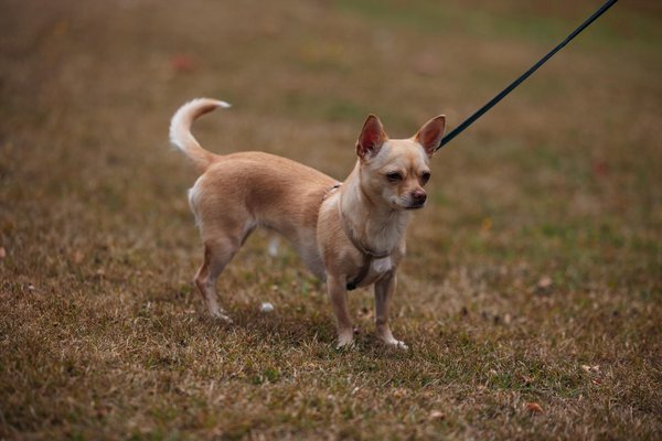 How can you ensure your pet is getting enough exercise?