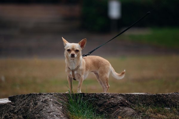 What are the early signs of vitamin deficiencies?